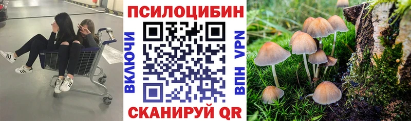 Галлюциногенные грибы Psilocybine cubensis Коряжма